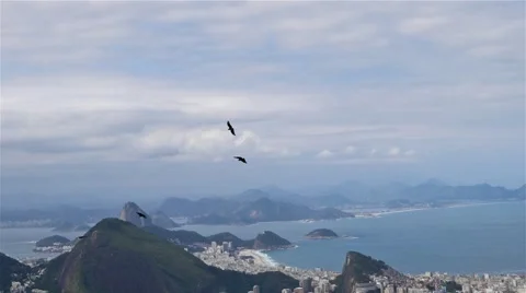 Birds in flight Видео 67415484