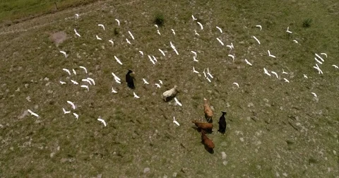 Birds in flight 動画素材 75499628