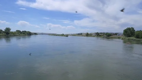 Birds in Flight Stock Footage 99012332