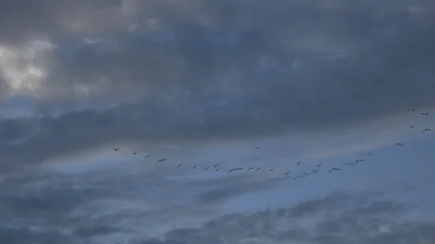 Birds In Flight Stock Footage 107074164