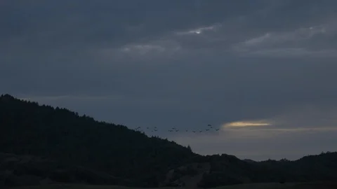 Birds In Flight Stock Footage 107129658