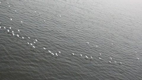 Birds in Flight over Water Surface Stock Footage 90492032