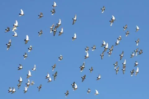 Birds in flight Stock Photos