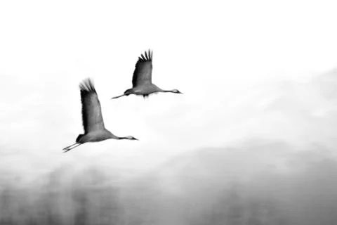 Birds in flight Stock Photos