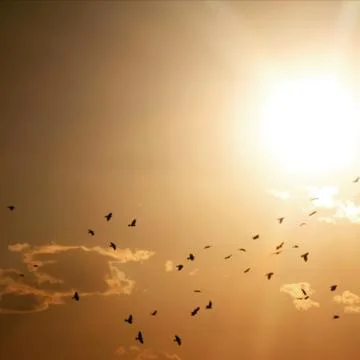Birds in Flight Foto stock