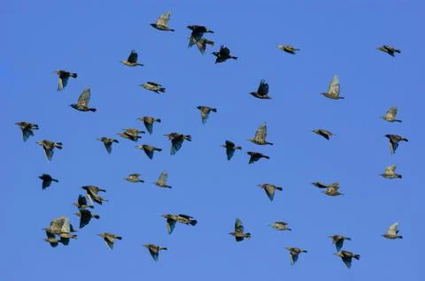 Birds in flight Stock Photos
