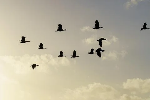 Birds in Flight Stock Photos