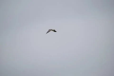 Birds In flight Stock Photos