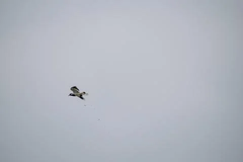 Birds In flight Stock Photos