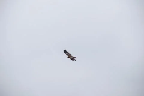 Birds In flight Stock Photos