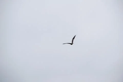 Birds In flight Stock Photos