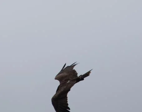 Birds In flight Stock Photos