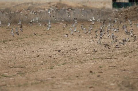 Birds in flight. Stock Photos