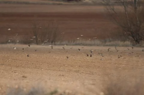 Birds in flight. Stock Photos