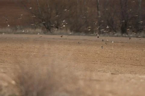Birds in flight. Stock Photos