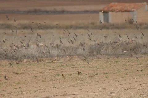 Birds in flight. Foto stock