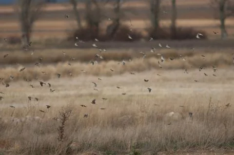 Birds in flight. Stock Photos