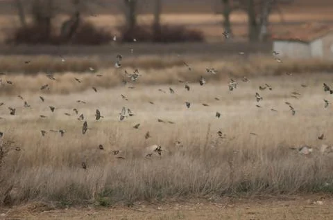 Birds in flight. Stock Photos