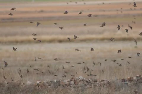 Birds in flight. Stock Photos