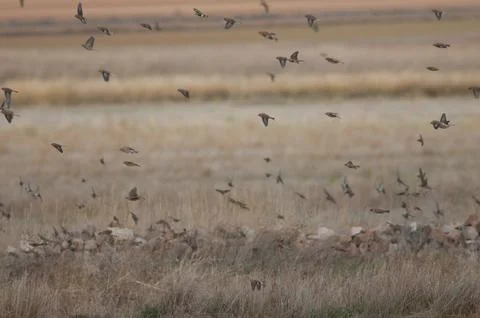 Birds in flight. Stock Photos