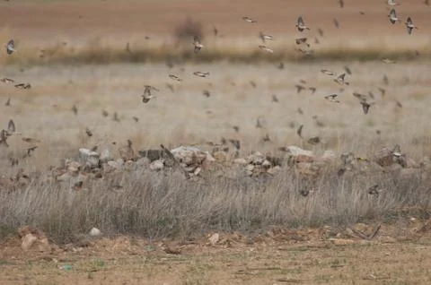 Birds in flight. Stock Photos
