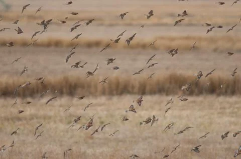 Birds in flight. Stock Photos