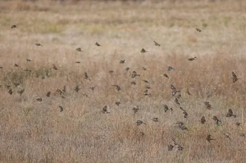 Birds in flight. Foto stock