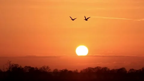 Birds in flight at sunset Stock Footage 173605529