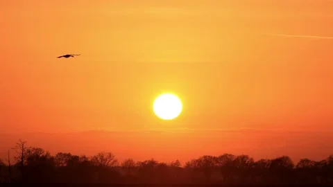 Birds in flight at sunset Stock Footage 173639598