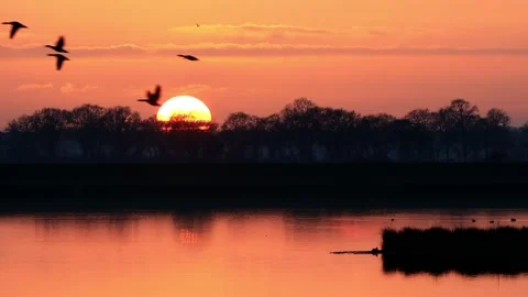 Birds in flight at sunset Stock Footage 214820090
