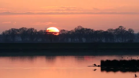 Birds in flight at sunset Stock Footage 214919008