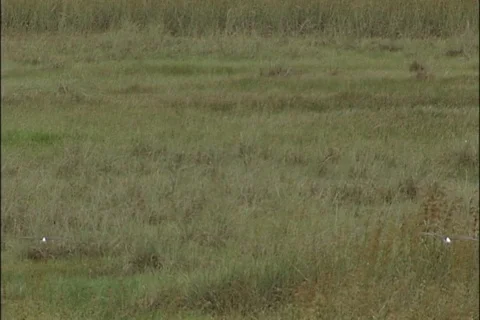 Birds Flitting through Marshy Landscape in Florida Everglades Stock-Footage 121350337