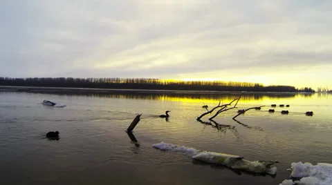 Birds float Video stock 34684041