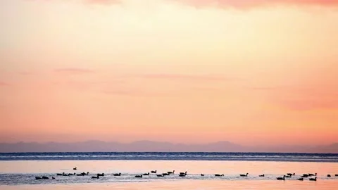 Birds float on the sea at sunset with a pink and orange sky Stock Footage 312303061