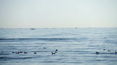 Birds Float -Seagulls Calmly Floating And Flying Over Shallow Water - Video stock 167740317