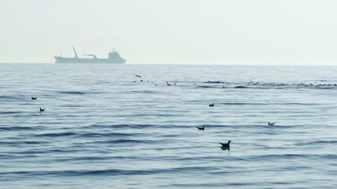 Birds Float -Seagulls Calmly Floating And Flying Over Shallow Water Video stock 167740324