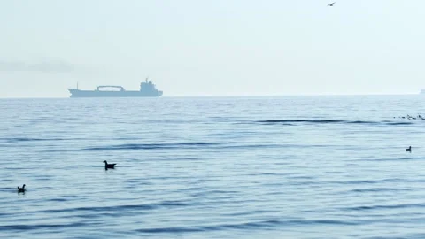 Birds Float -Seagulls Calmly Floating And Flying Over Shallow Water  - boat ship Video stock 167740574