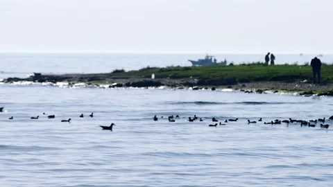 Birds Float -Seagulls Calmly Floating And Flying Over Shallow Water  - boat ship Stock Footage 167740611