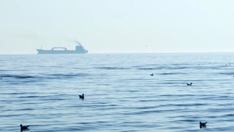 Birds Float -Seagulls Calmly Floating And Flying Over Shallow Water  - boat ship Video stock 167740631