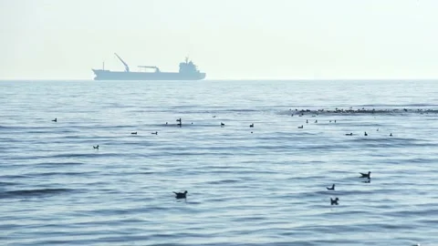 Birds Float -Seagulls Calmly Floating And Flying Over Shallow Water  - boat ship Video stock 167741321