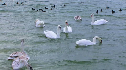 Birds float on the water Stock Footage 888934