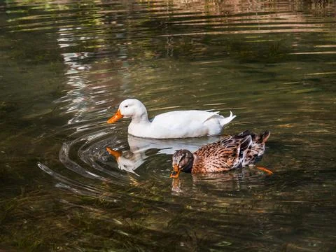 Birds float on the water Foto stock