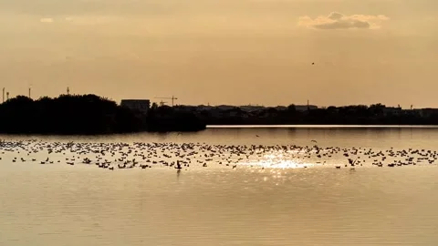Birds Floating and Flying Over Lacul Morii at Warm Sunset Stock Footage 346380105