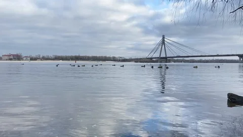 Birds floating on the river in cloudy weather, bridge in the distance Video stock 127619352