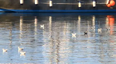 Birds floating on water Stock Footage 10749523