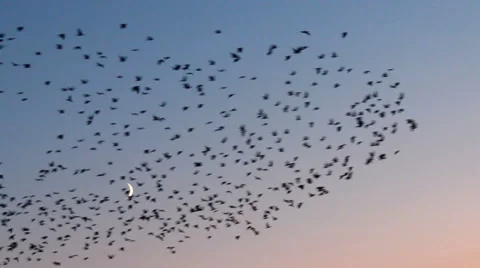 Birds flock background Video stock 43399406