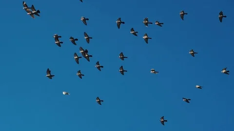 Birds flock background at sky Stock Footage 98488437
