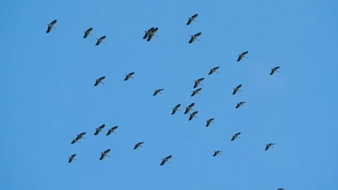Birds flock in the blue sky Stock Footage 217407995