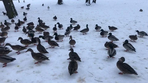 Birds. A flock of ducks in the winter by the pond. Stock Footage 100774010