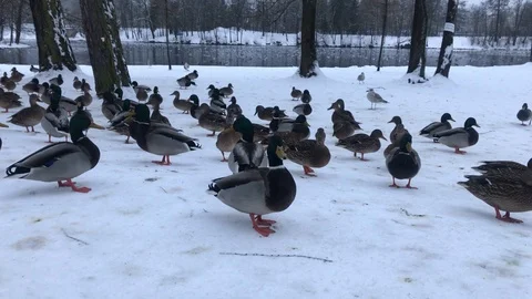 Birds. A flock of ducks in the winter by the pond. Stock Footage 100774014